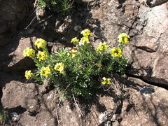 Alyssoides utriculata