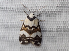 Thallarcha albicollis