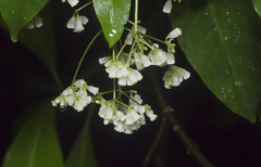 Eumachia frutescens