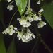 Eumachia frutescens - Photo (c) tjeales, algunos derechos reservados (CC BY-SA), uploaded by tjeales