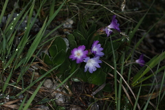 Primula clusiana