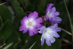 Primula clusiana