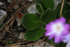 Primula clusiana