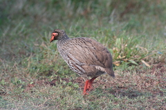 Pternistis afer castaneiventer