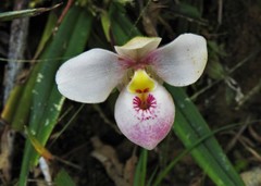 Phragmipedium schlimii