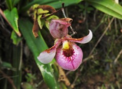 Phragmipedium schlimii