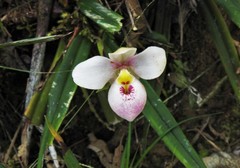 Phragmipedium schlimii
