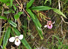 Phragmipedium schlimii