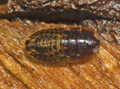 Neolaxta mackerrasae