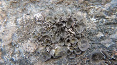 Umbilicaria muhlenbergii