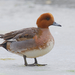 Eurasian Wigeon - Photo (c) zametnya, some rights reserved (CC BY-NC)