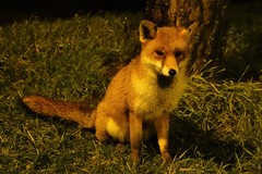 Vulpes vulpes