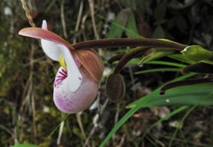 Phragmipedium schlimii
