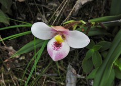 Phragmipedium schlimii