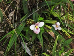 Phragmipedium schlimii
