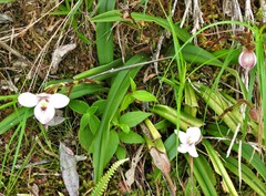 Phragmipedium schlimii