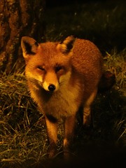 Vulpes vulpes