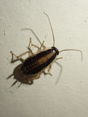 Blattella