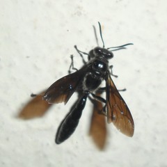 Trypoxylon albitarse