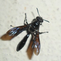 Trypoxylon albitarse
