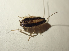 Blattella