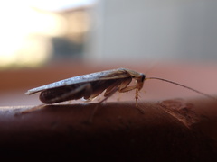 Blattella