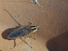 Blattella