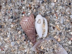 Austroginella translucida