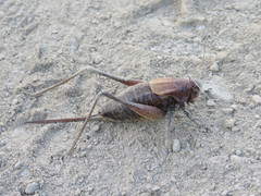 Psorodonotus caucasicus