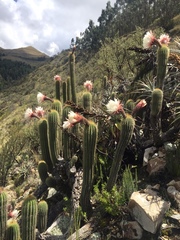 Trichocereus vollianus