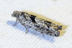 Pseudexentera hodsoni