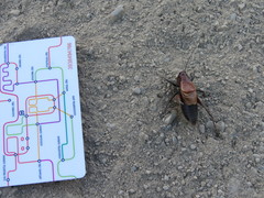 Psorodonotus caucasicus