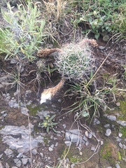 Echinopsis obrepanda