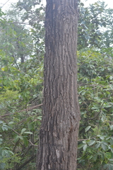 Vochysia thyrsoidea