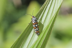 Cydosia curvinella