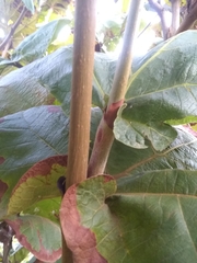 Coccoloba pubescens