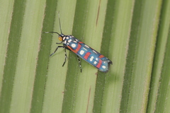 Cydosia curvinella
