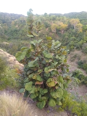 Coccoloba pubescens