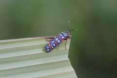 Cydosia curvinella