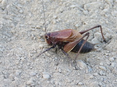 Psorodonotus caucasicus