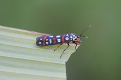 Cydosia curvinella
