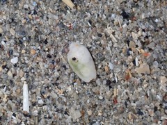 Austroginella translucida