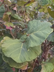 Coccoloba pubescens