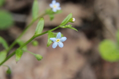 Memoremea scorpioides
