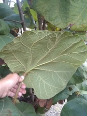 Coccoloba pubescens