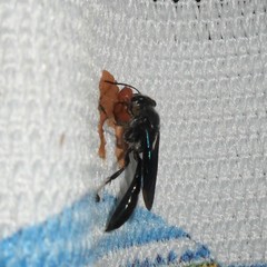 Trypoxylon albitarse