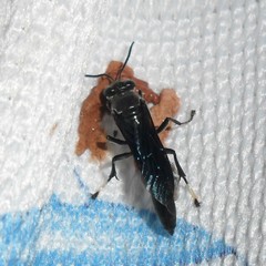 Trypoxylon albitarse