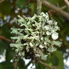Ramalina inflata