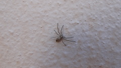 Philodromidae