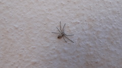 Philodromidae